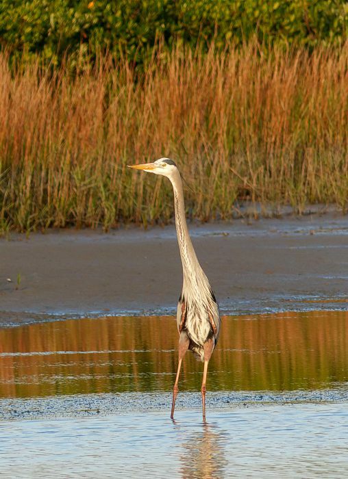 Click to See Next Image